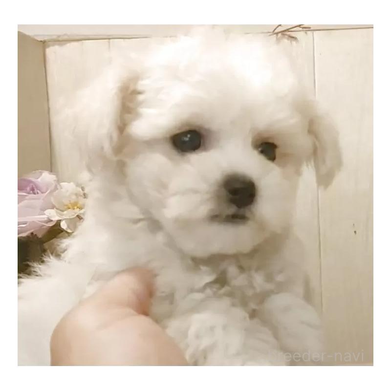 成約済の愛知県のビションフリーゼ-414557の11枚目