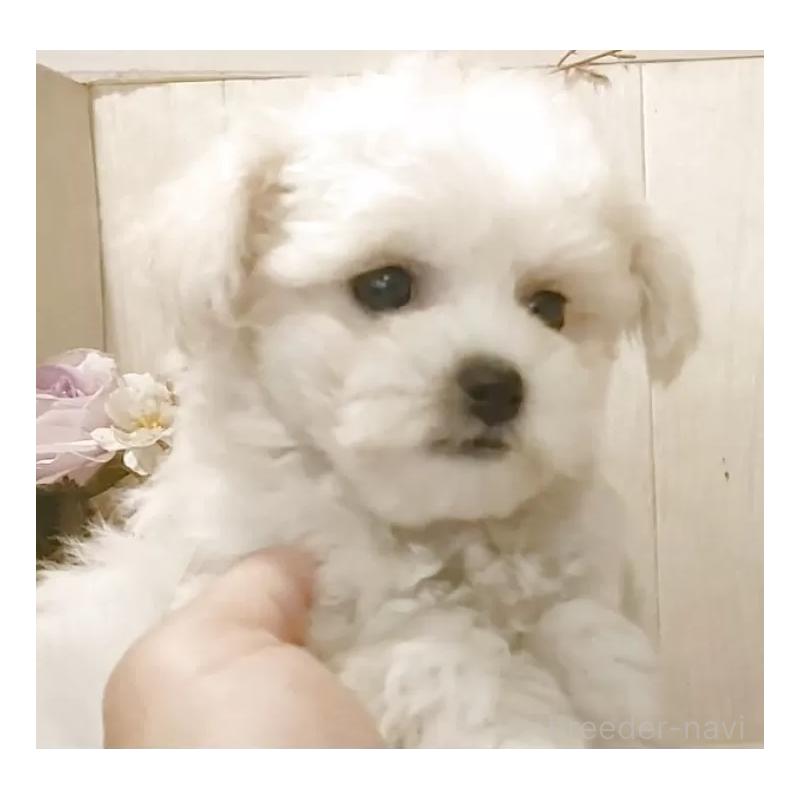 成約済の愛知県のビションフリーゼ-414557の9枚目