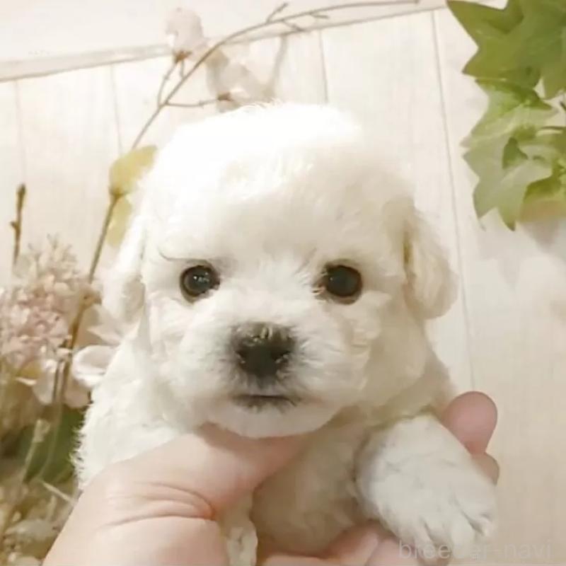 成約済の愛知県のビションフリーゼ-414557の7枚目