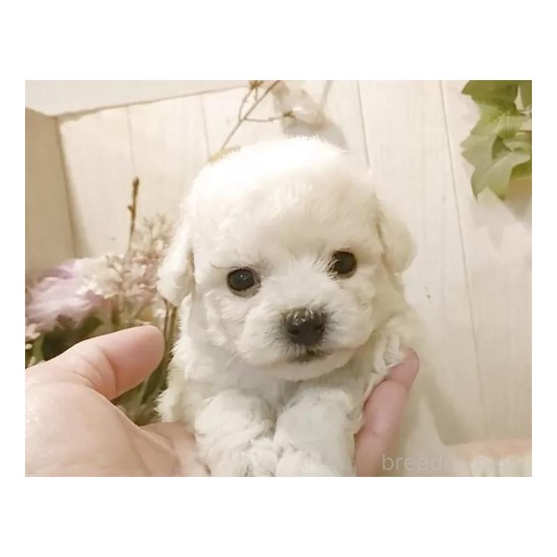 成約済の愛知県のビションフリーゼ-414557の6枚目