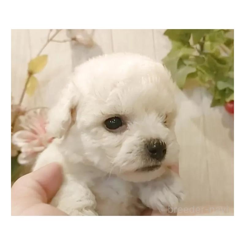 成約済の愛知県のビションフリーゼ-414557の5枚目