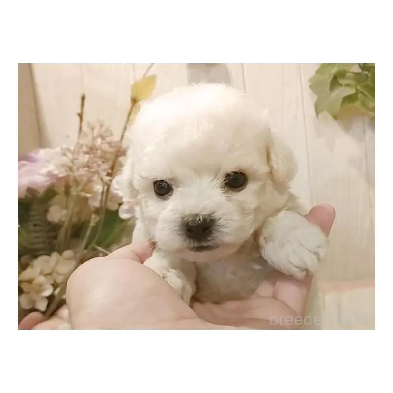 成約済の愛知県のビションフリーゼ-414557の4枚目