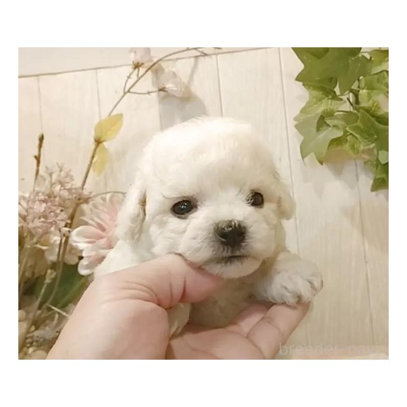 成約済の愛知県のビションフリーゼ-414557の3枚目