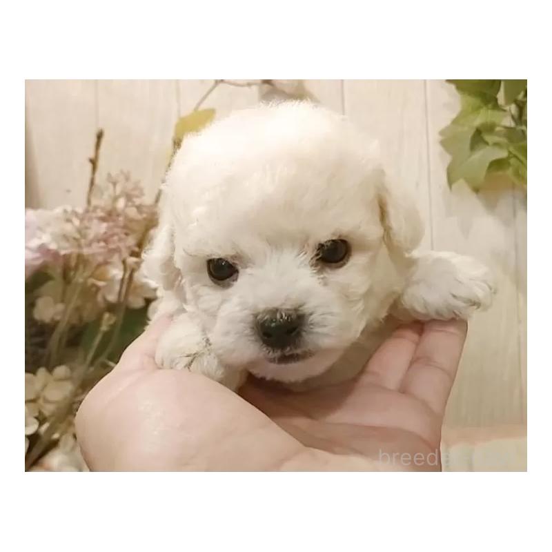 成約済の愛知県のビションフリーゼ-414557の2枚目