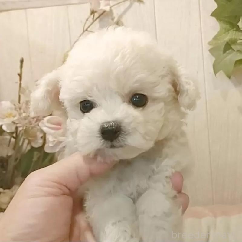 販売中の愛知県のビションフリーゼ-414565