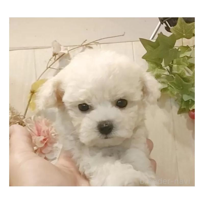 成約済の愛知県のビションフリーゼ-414565の13枚目