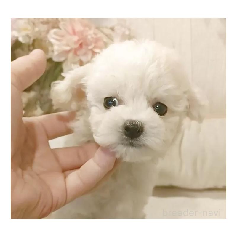 成約済の愛知県のビションフリーゼ-414565の11枚目