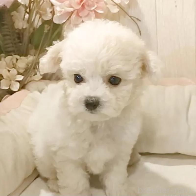 成約済の愛知県のビションフリーゼ-414565の10枚目