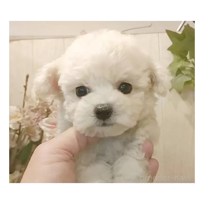 成約済の愛知県のビションフリーゼ-414565の9枚目