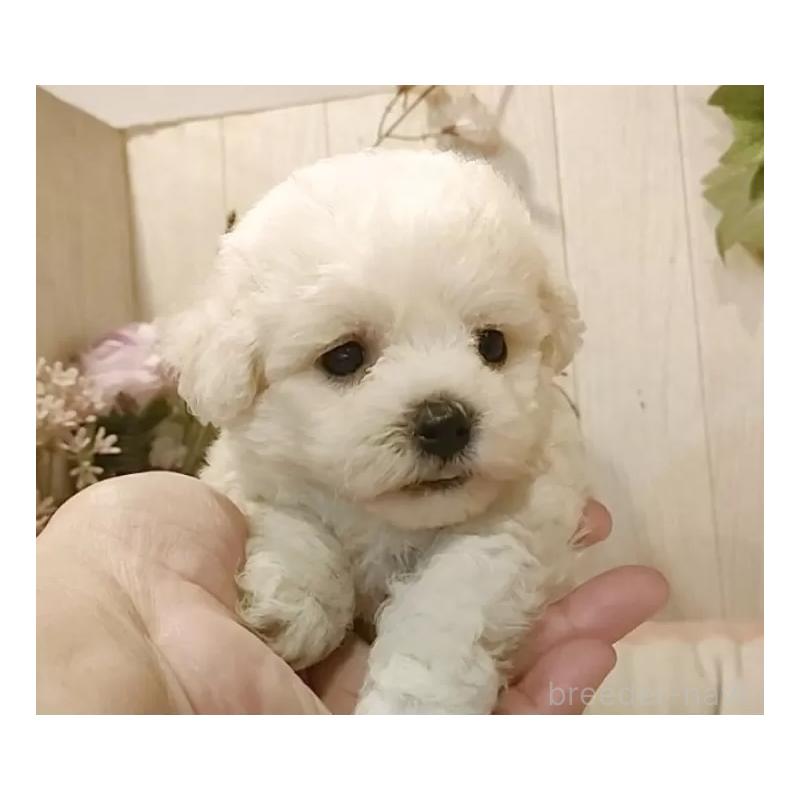 成約済の愛知県のビションフリーゼ-414565の7枚目