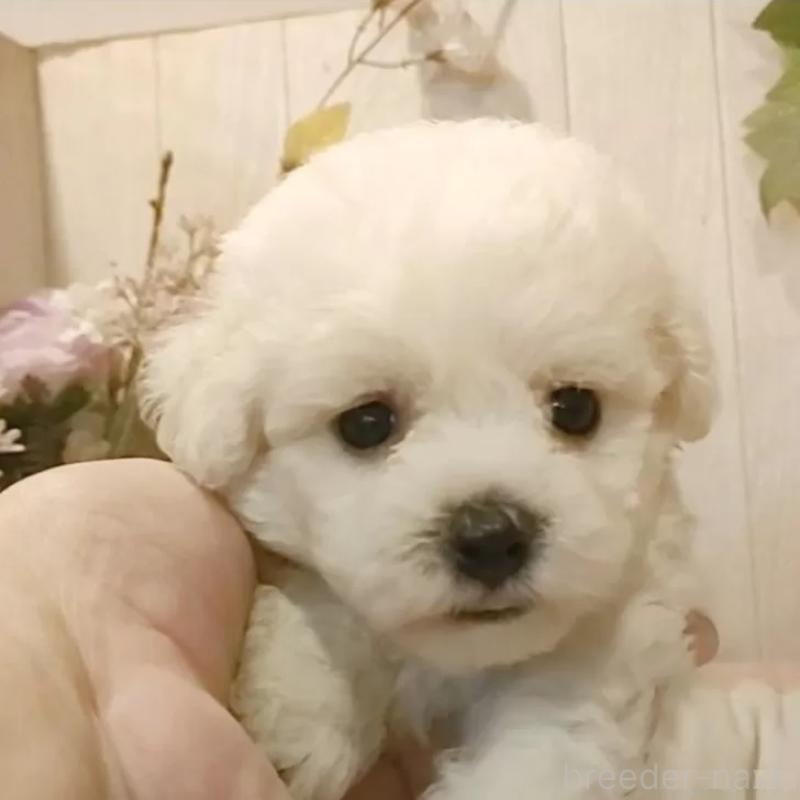 成約済の愛知県のビションフリーゼ-414565の6枚目