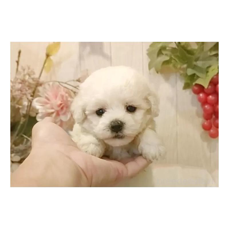 成約済の愛知県のビションフリーゼ-414565の5枚目