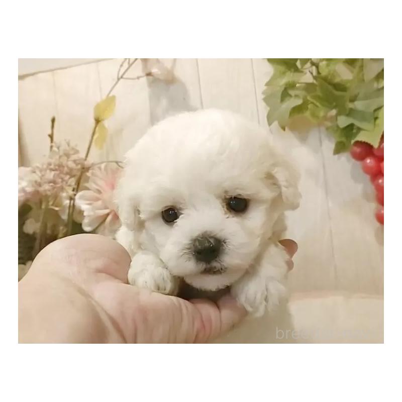 成約済の愛知県のビションフリーゼ-414565の4枚目