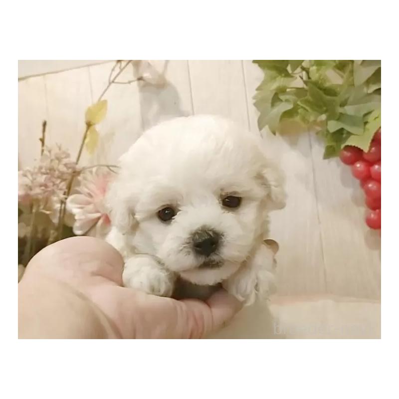 成約済の愛知県のビションフリーゼ-414565の2枚目