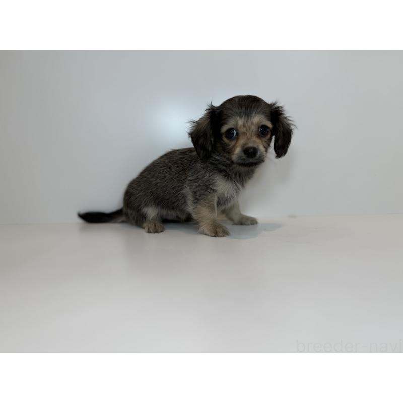 販売中の山口県のミックス犬-418814の3枚目