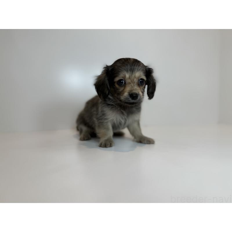 販売中の山口県のミックス犬-418814の2枚目