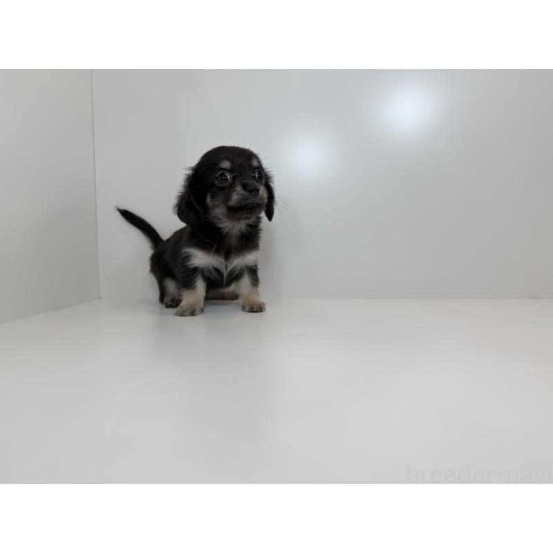 販売中の山口県のミックス犬-418821の3枚目