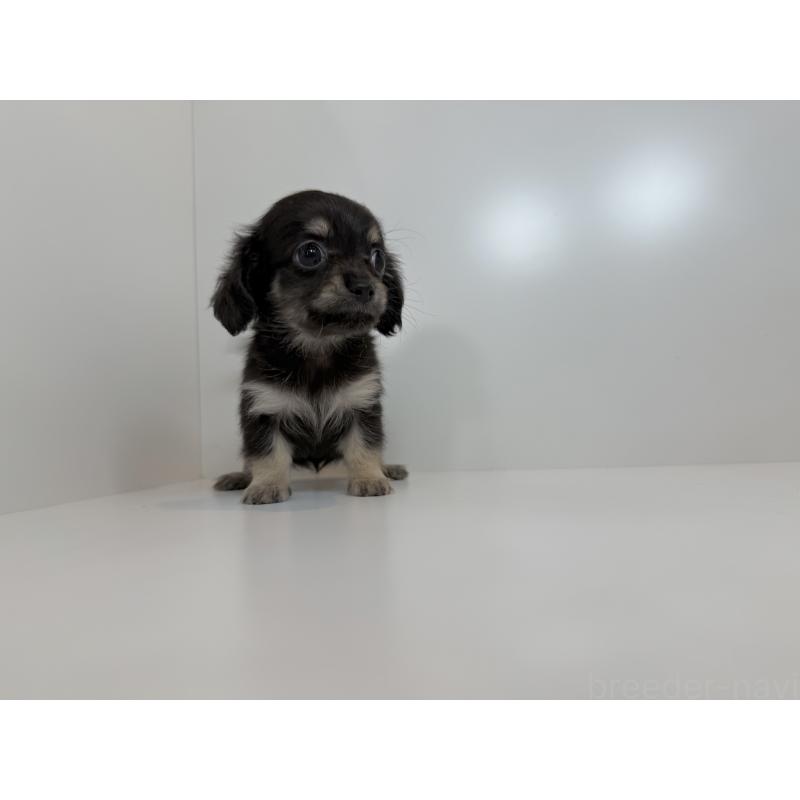 販売中の山口県のミックス犬-418821の2枚目