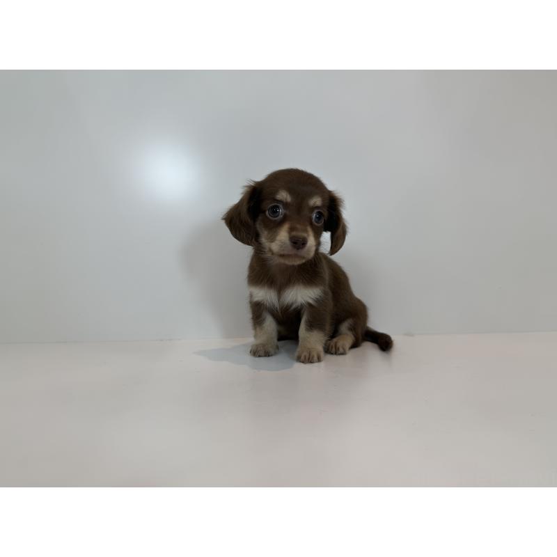 販売中の山口県のミックス犬-418819の2枚目