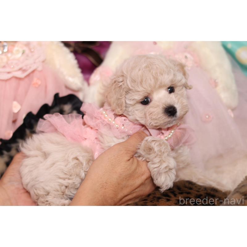 成約済の大阪府のマルプー:マルチーズ×トイプードル-417011の5枚目