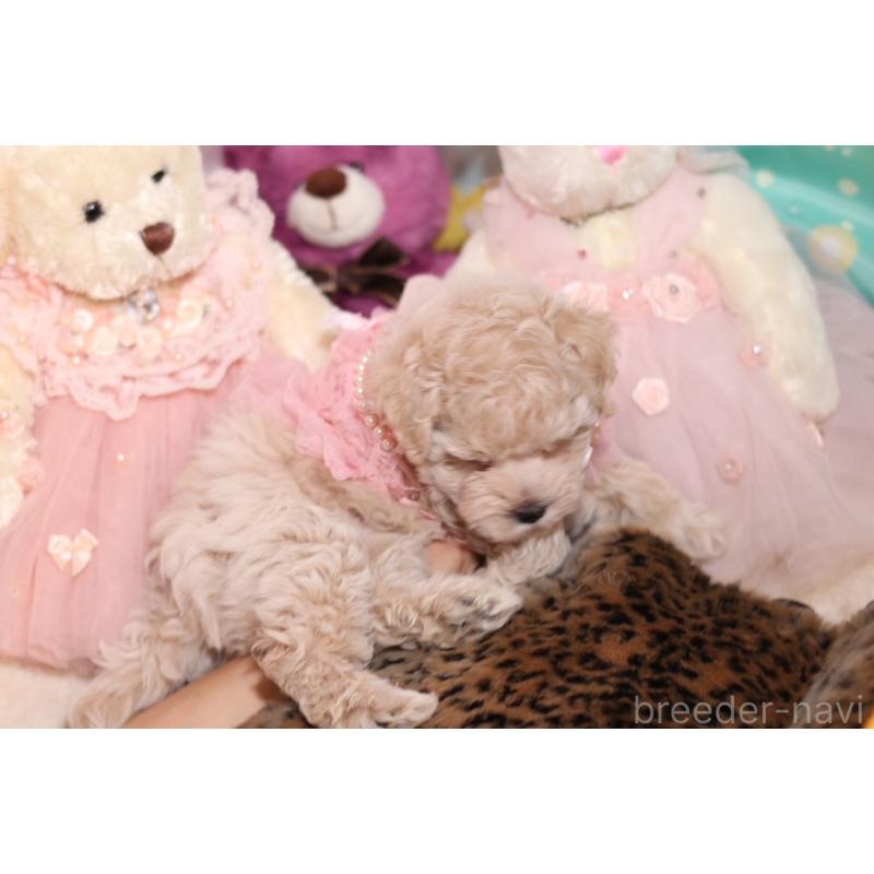 成約済の大阪府のマルプー:マルチーズ×トイプードル-417011の4枚目