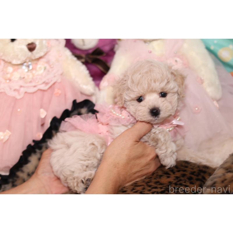 成約済の大阪府のマルプー:マルチーズ×トイプードル-417011の3枚目