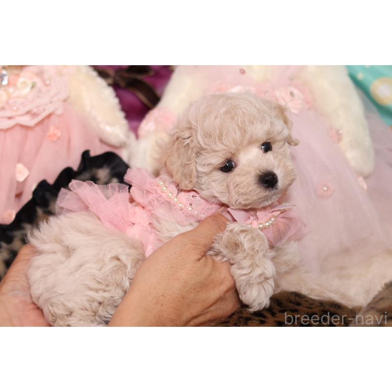 成約済の大阪府のマルプー:マルチーズ×トイプードル-417011の2枚目