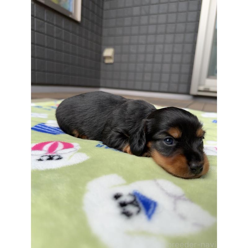 成約済の東京都のミニチュアダックスフンド(ロングヘアード)-416852の11枚目