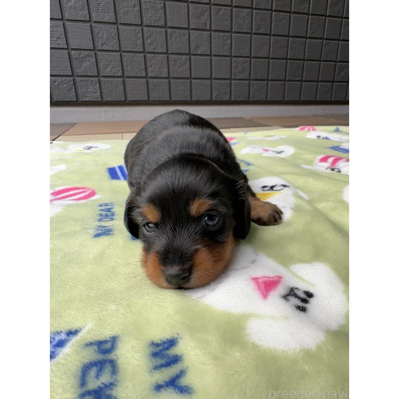 成約済の東京都のミニチュアダックスフンド(ロングヘアード)-416852の10枚目