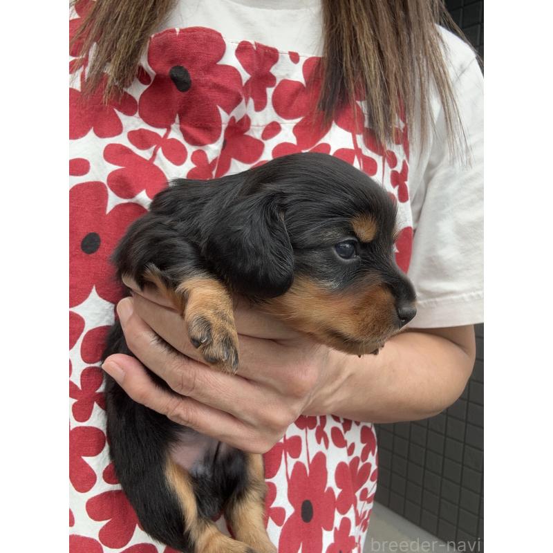 成約済の東京都のミニチュアダックスフンド(ロングヘアード)-416852の9枚目