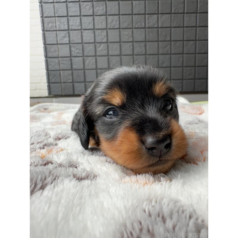 成約済の東京都のミニチュアダックスフンド(ロングヘアード)-416852の8枚目