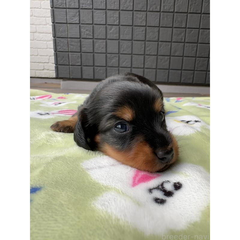 成約済の東京都のミニチュアダックスフンド(ロングヘアード)-416852の7枚目