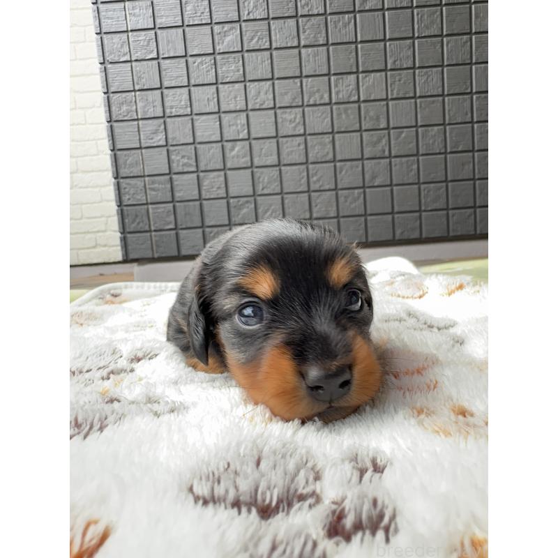 成約済の東京都のミニチュアダックスフンド(ロングヘアード)-416852の6枚目