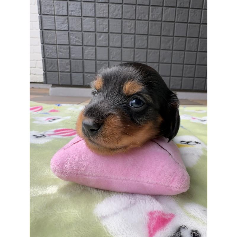 成約済の東京都のミニチュアダックスフンド(ロングヘアード)-416852の5枚目