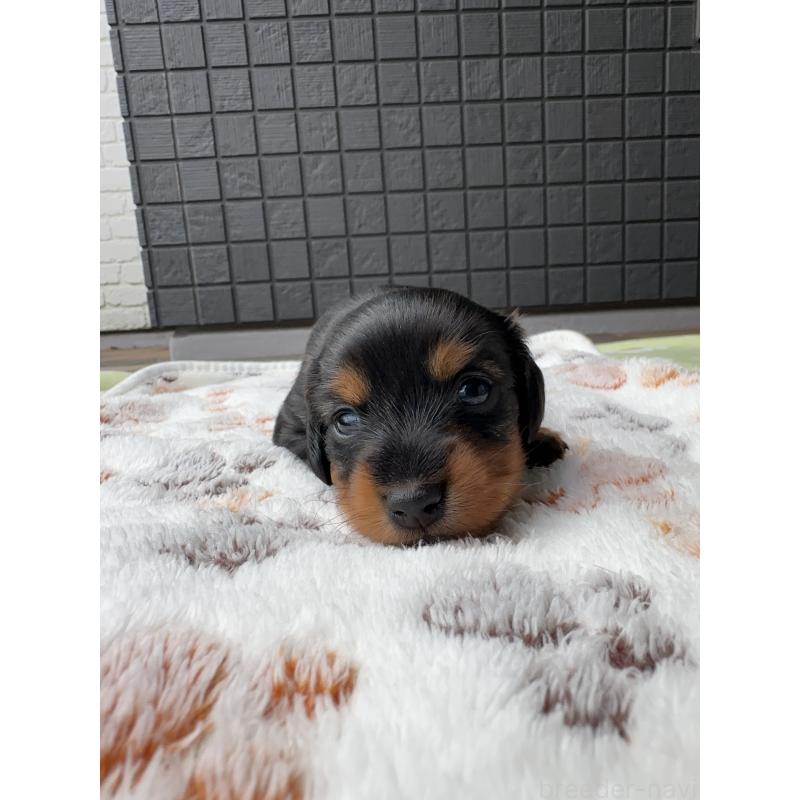 成約済の東京都のミニチュアダックスフンド(ロングヘアード)-416852の4枚目