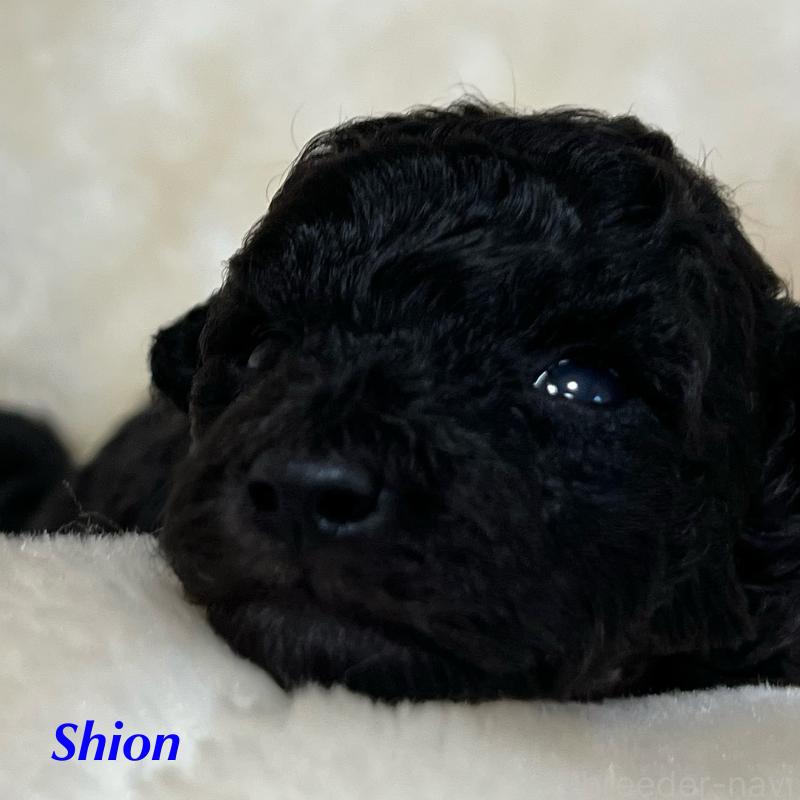 販売中の福岡県のトイプードル-414996の5枚目