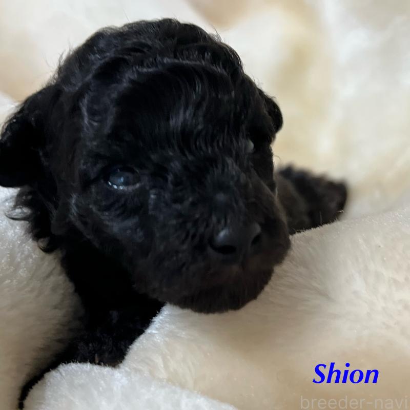 販売中の福岡県のトイプードル-414996の4枚目