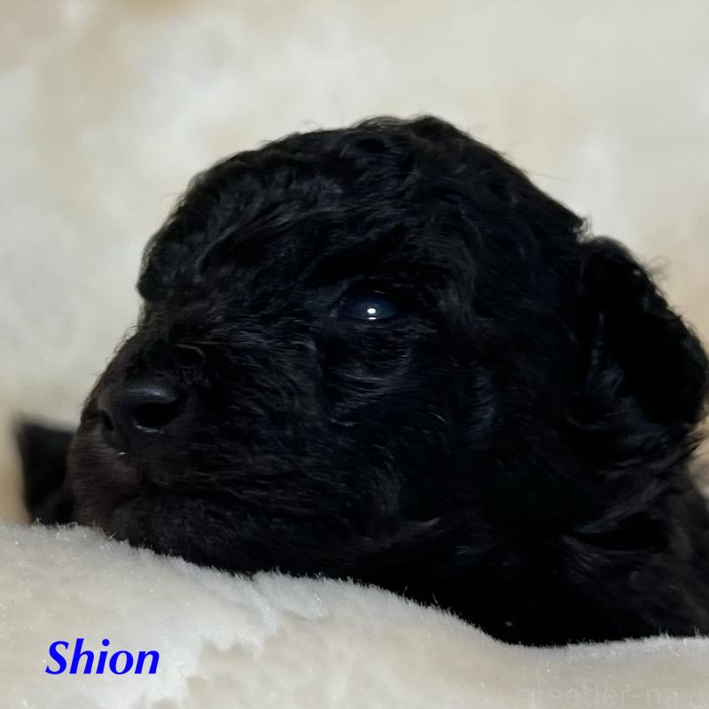 販売中の福岡県のトイプードル-414996の2枚目