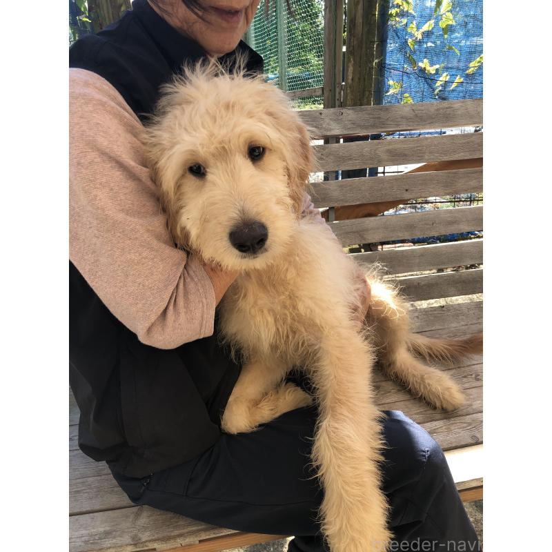 成約済の兵庫県のゴールデンドゥードル:ゴールデンレトリーバー×プードル-398926の12枚目
