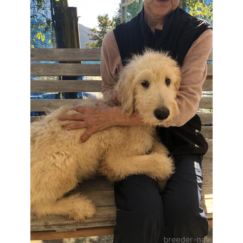 成約済の兵庫県のゴールデンドゥードル:ゴールデンレトリーバー×プードル-398931の12枚目