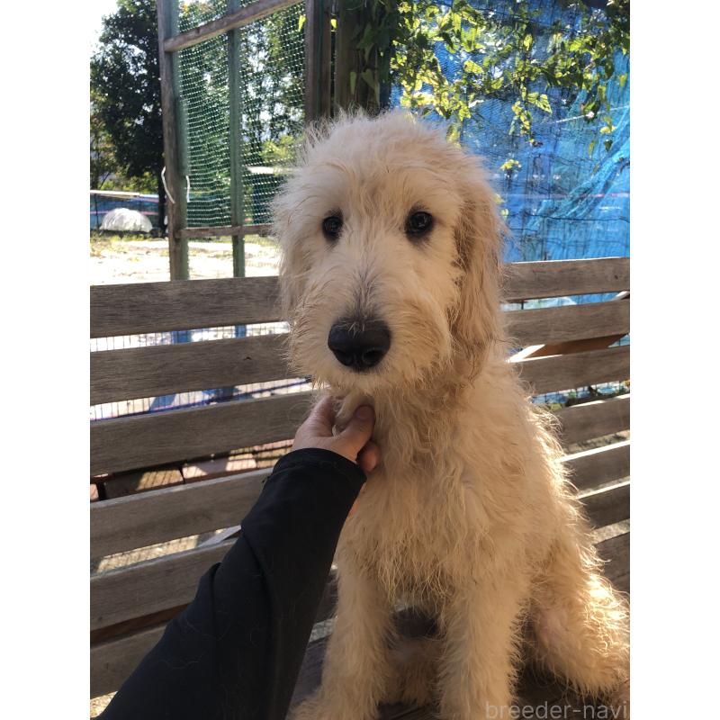 成約済の兵庫県のゴールデンドゥードル:ゴールデンレトリーバー×プードル-398931の11枚目