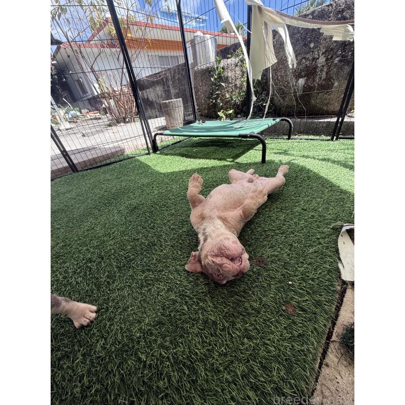 販売中の沖縄県のフレンチブルドッグ-416515の4枚目