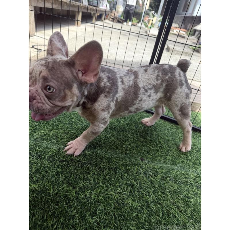 販売中の沖縄県のフレンチブルドッグ-416515の3枚目