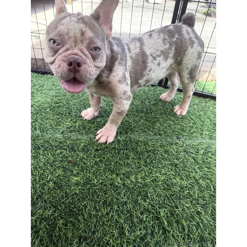 販売中の沖縄県のフレンチブルドッグ-416515の2枚目