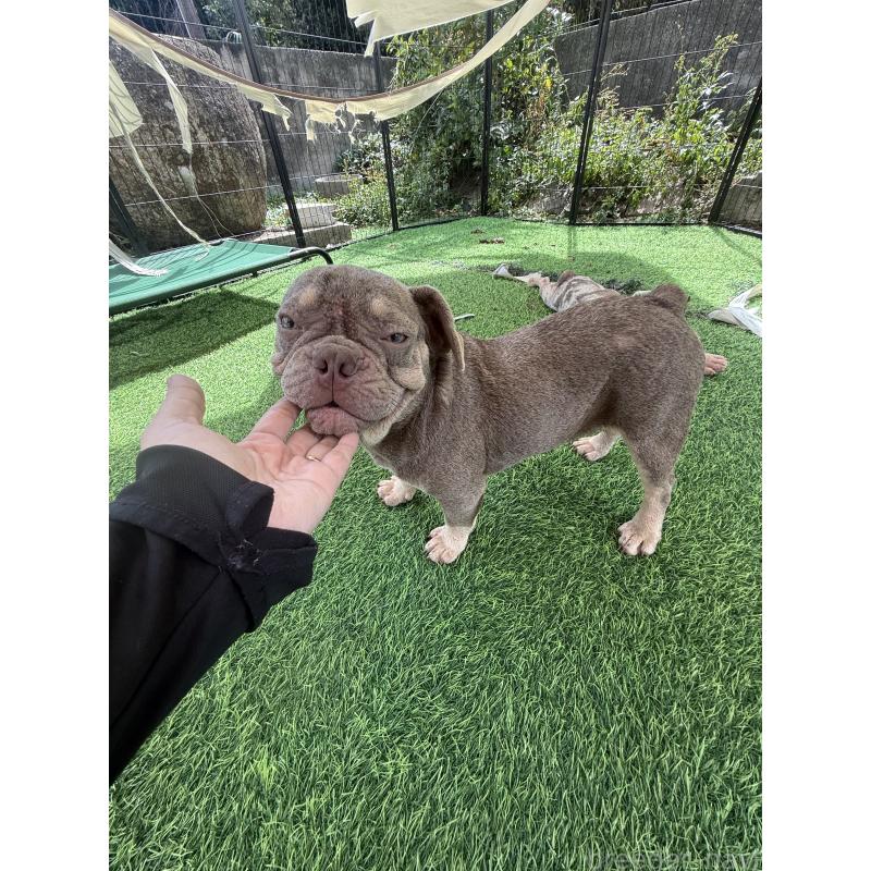 販売中の沖縄県のフレンチブルドッグ-416513の3枚目