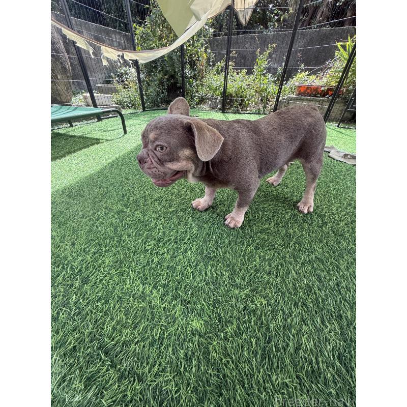 販売中の沖縄県のフレンチブルドッグ-416513の2枚目
