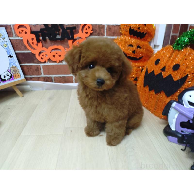 販売中の京都府のタイニープードル-415039の9枚目