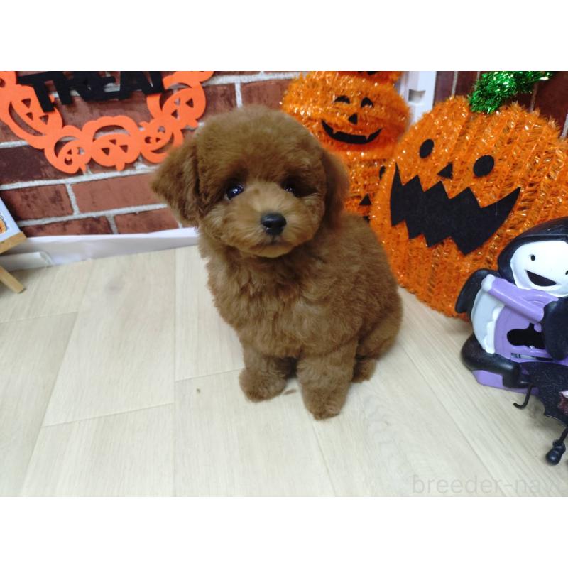 販売中の京都府のタイニープードル-415039の8枚目