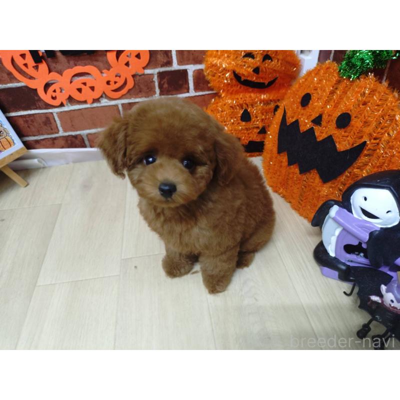 販売中の京都府のタイニープードル-415039の7枚目