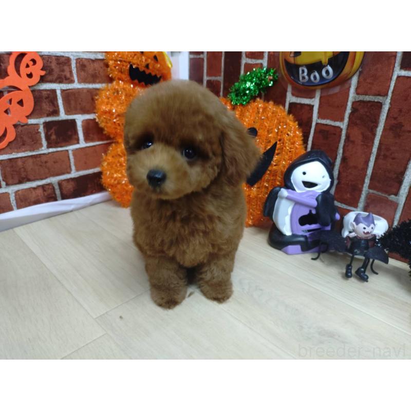 販売中の京都府のタイニープードル-415039の6枚目